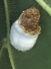 Pulvinaria innumerabilis