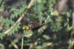 Cogia hippalus hippalus