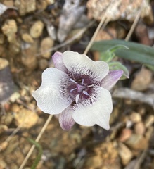 Calochortus tolmiei