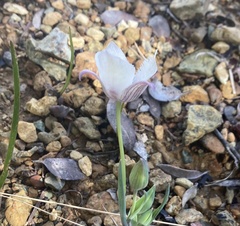 Calochortus tolmiei
