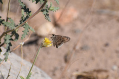 Cogia hippalus hippalus