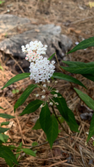 Asclepias perennis