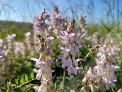 Vicia sylvatica