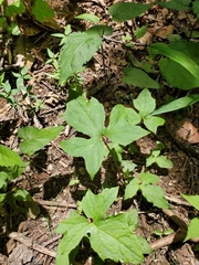 Nabalus × mainensis