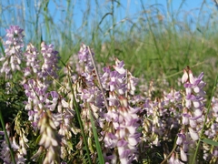 Vicia sylvatica