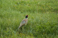 Phasianus colchicus pallasi