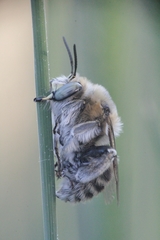 Anthophora femorata