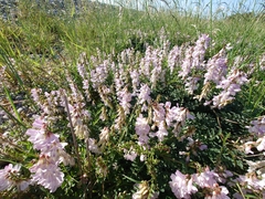Vicia sylvatica