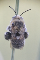 Anthophora femorata