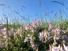 Vicia sylvatica