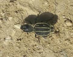 Graphipterus exclamationis