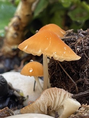 Marasmius vagus
