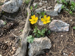 Ranunculus montanus
