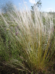 Stipa lessingiana