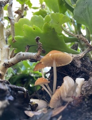 Marasmius vagus