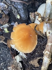 Marasmius vagus