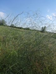 Asparagus verticillatus