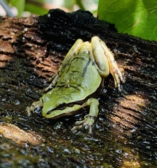 Hyla plicata
