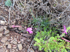 Dianthus basuticus basuticus