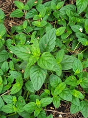 Prunella vulgaris lanceolata