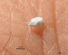 Aleyrodes proletella