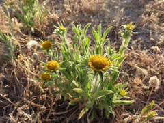 Pallenis spinosa
