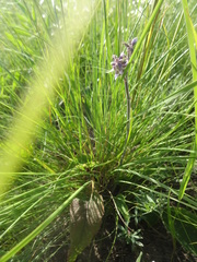 Salvia dumetorum