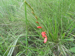 Tritonia disticha
