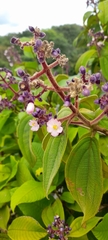 Miconia conospeciosa