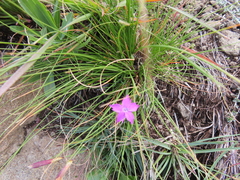 Dianthus basuticus basuticus