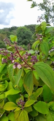 Miconia conospeciosa