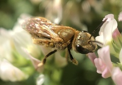 Halictus