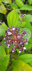 Miconia conospeciosa
