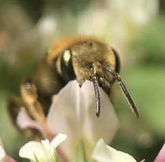 Halictus