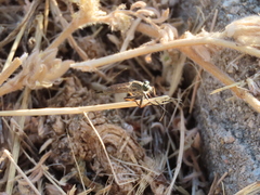 Asilinae