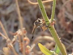 Asilinae