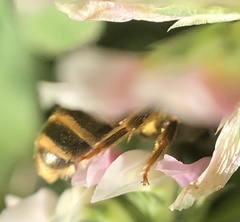 Halictus