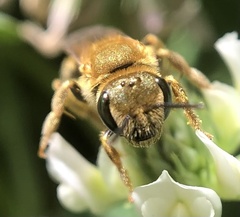 Halictus
