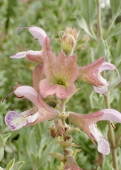 Salvia dolomitica
