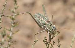 Acanthoplus discoidalis