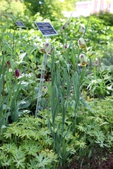 Fritillaria acmopetala