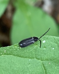 Lucidota punctata
