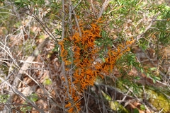 Gymnosporangium clavariiforme