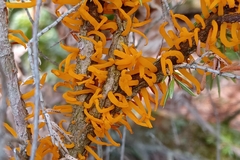 Gymnosporangium clavariiforme