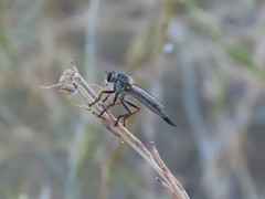 Asilinae