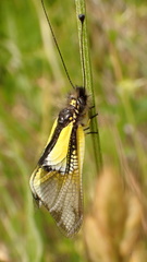 Libelloides baeticus