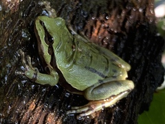 Hyla plicata