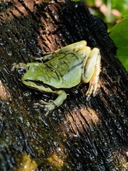 Hyla plicata