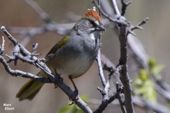 Green-Tailed Towhee photo 5
