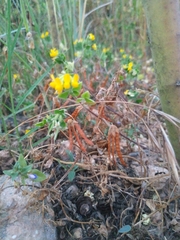 Lotus ornithopodioides